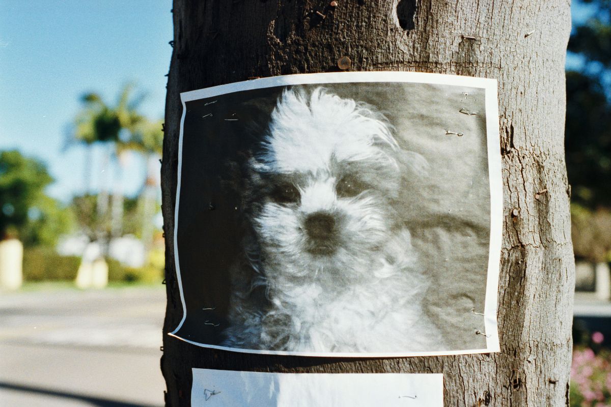 un chien perdu peut il retrouver sa maison