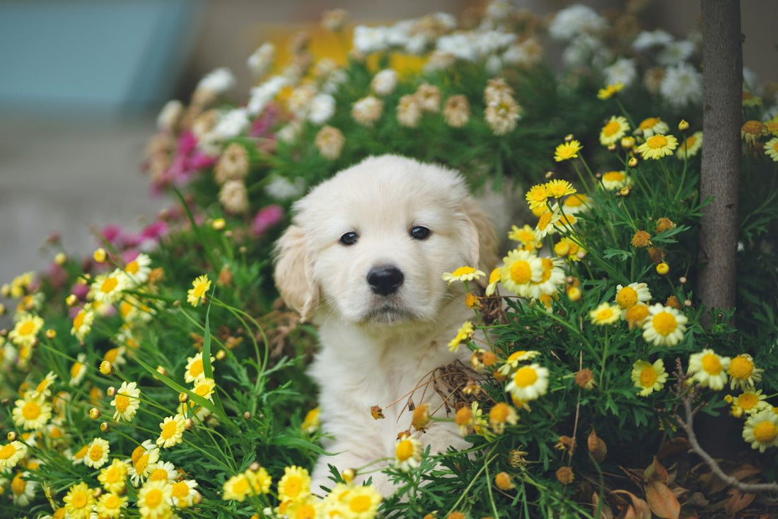 peut on sortir un chiot de 2 mois dehors