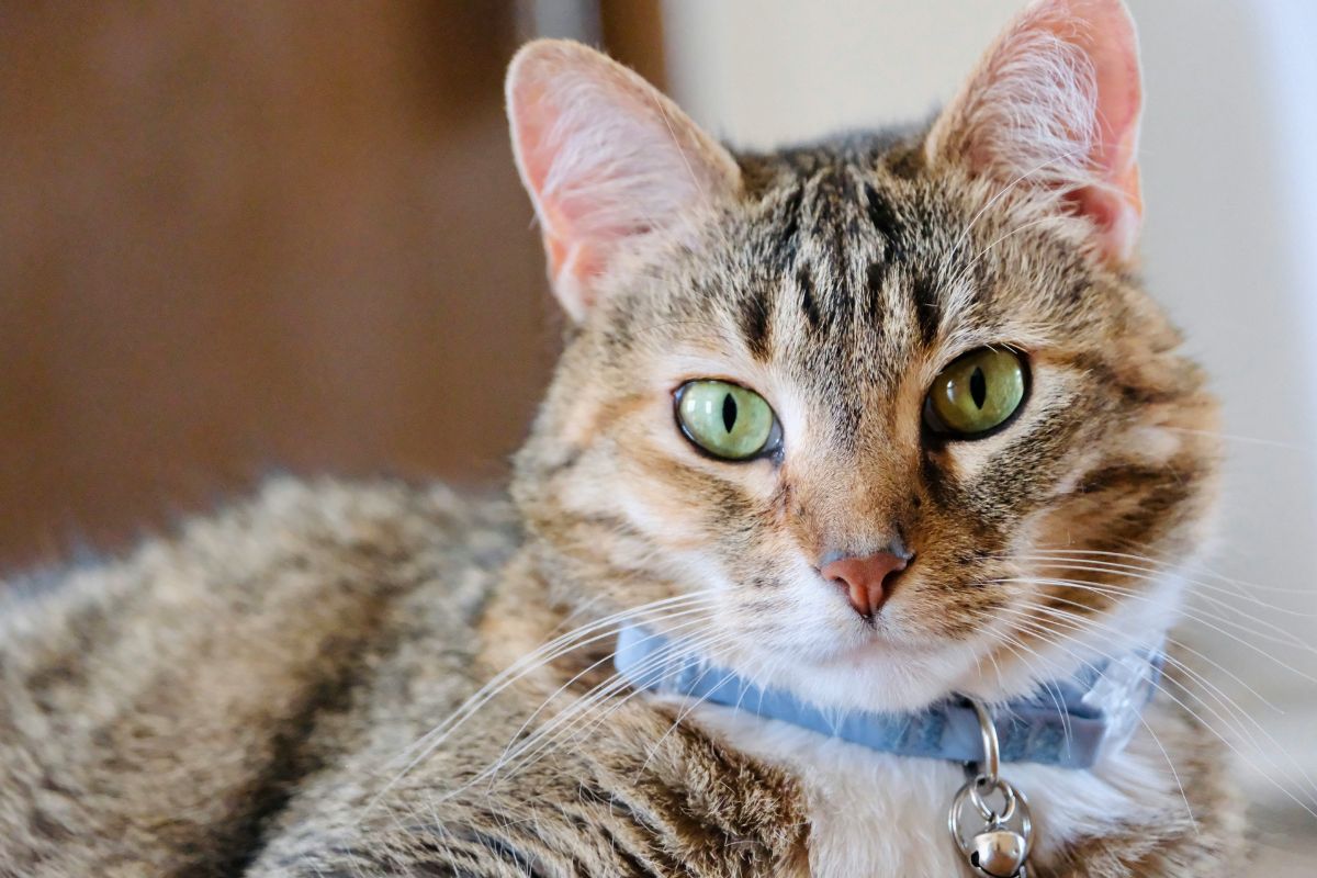Meilleur collier chat