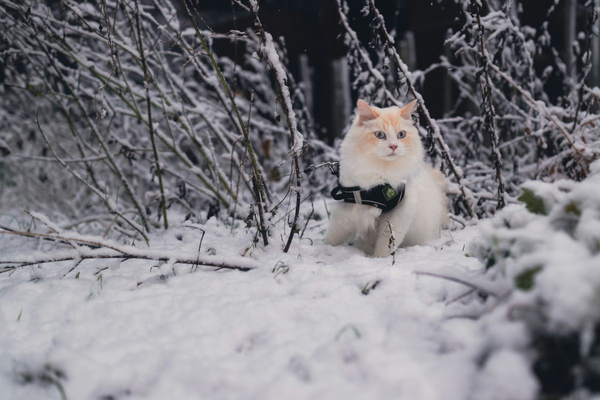 harnais pour chat comment le mettre
