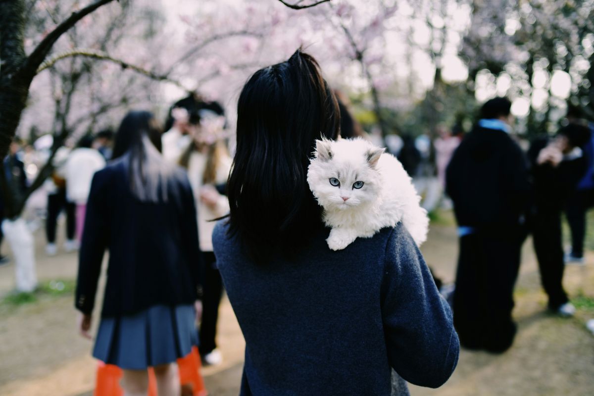 comment porter un chat