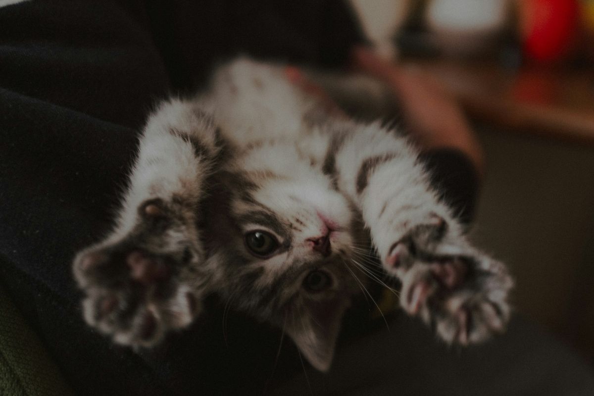 comment couper les griffes d'un chat