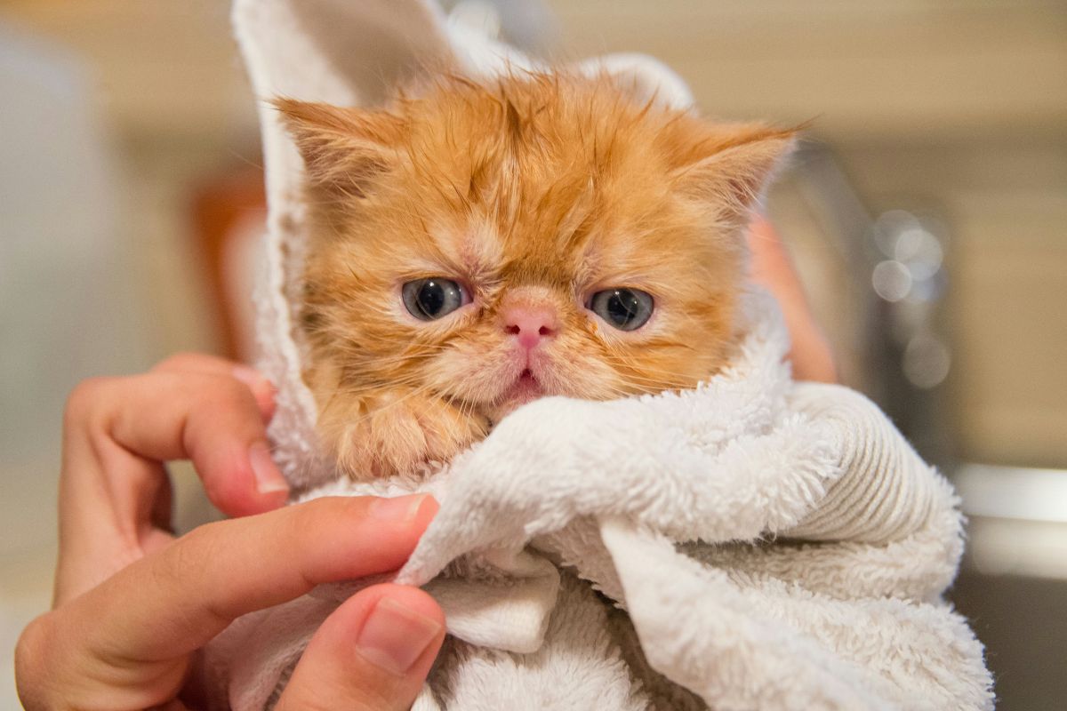 comment laver un chat
