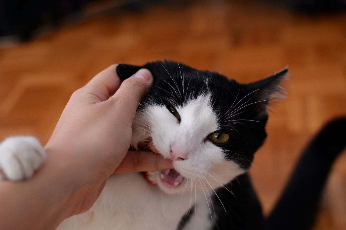 comment punir un chat qui attaque