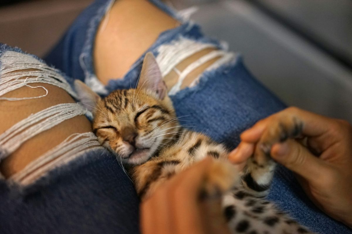 comment calmer un chat