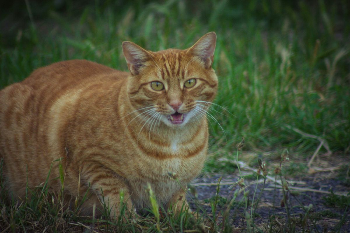 comment apprivoiser un chat