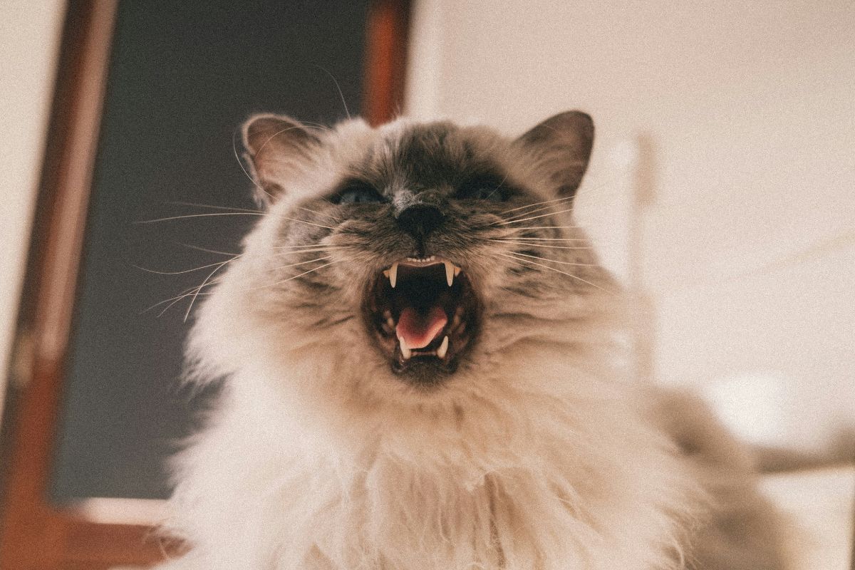 pourquoi mon chat m'attaque