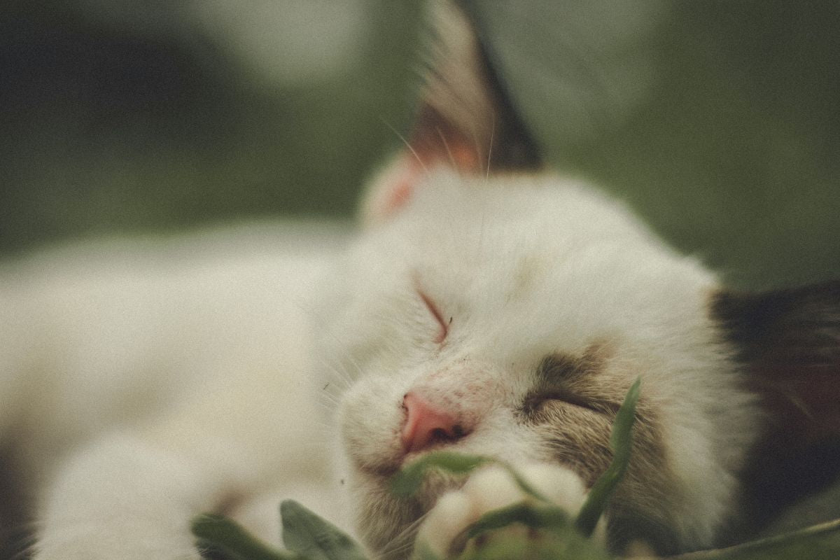 comment endormir un chaton