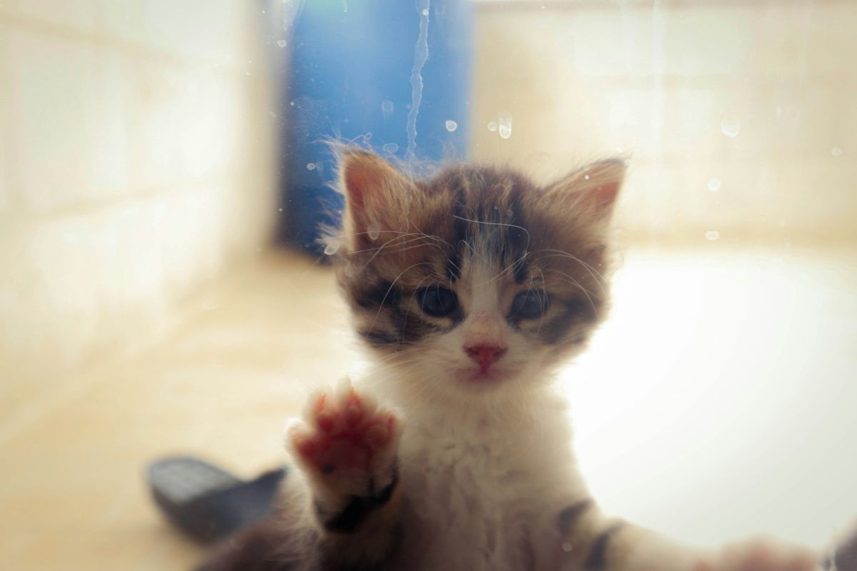 laver un chaton sans shampoing