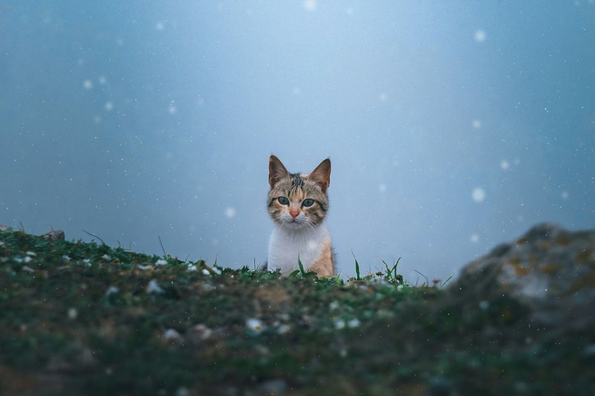 espérance de vie chat