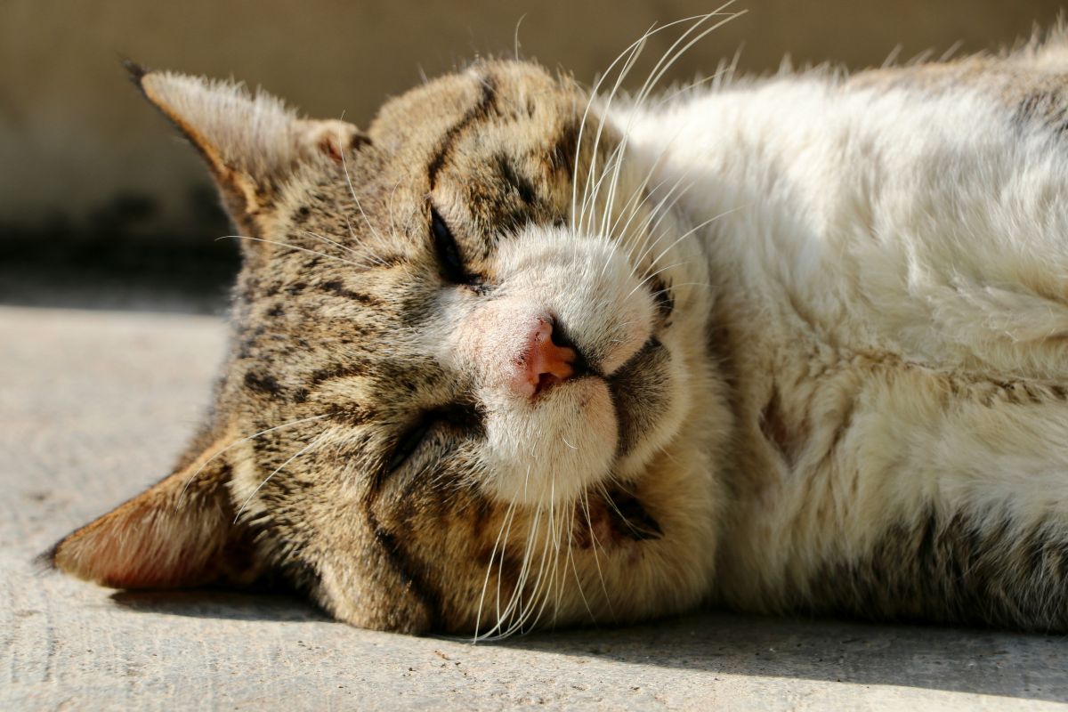 chat mourant symptomes