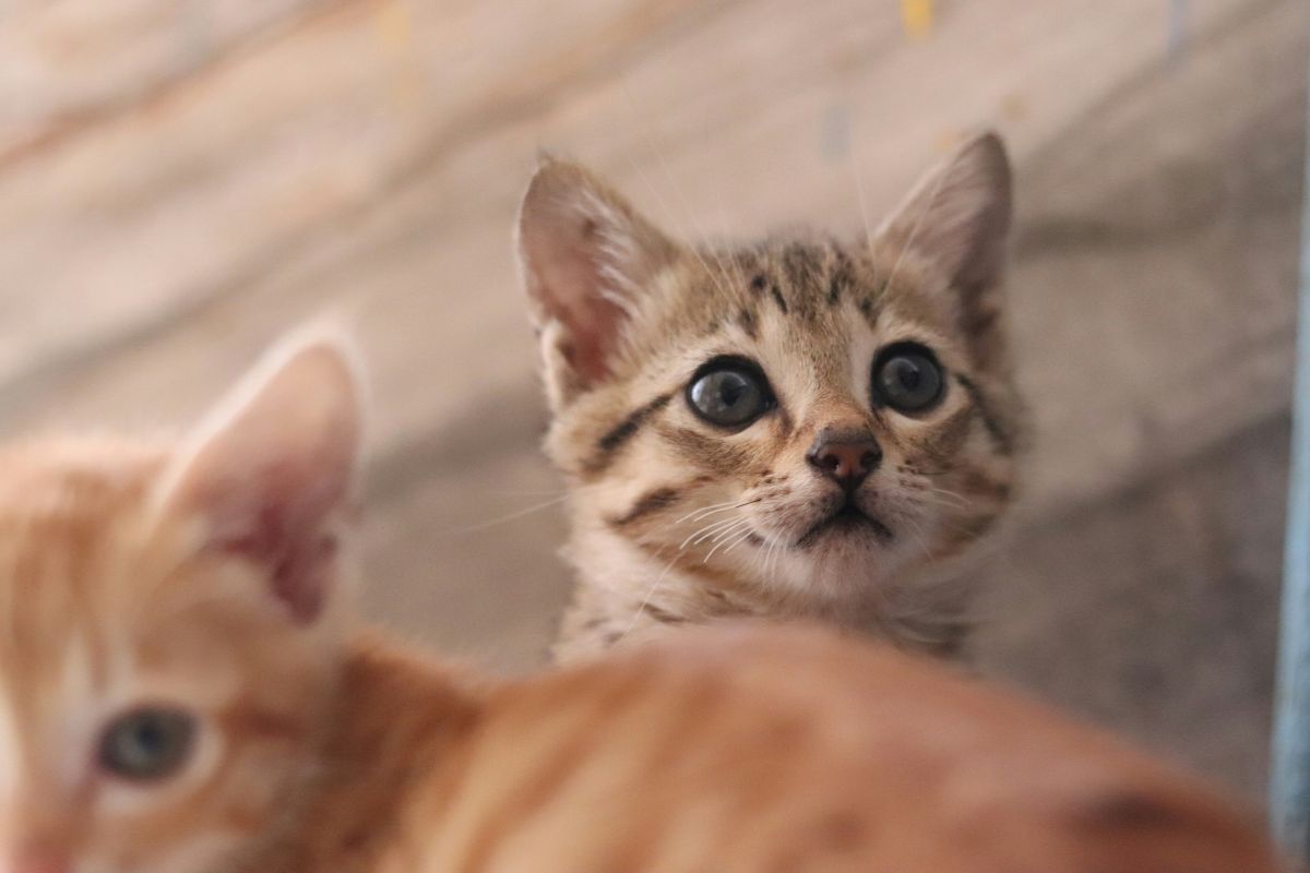 où acheter un chaton