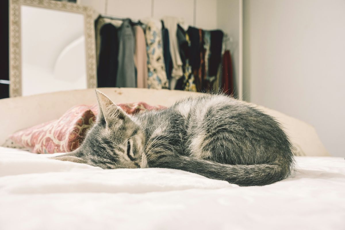 chat qui dort sur le lit signification