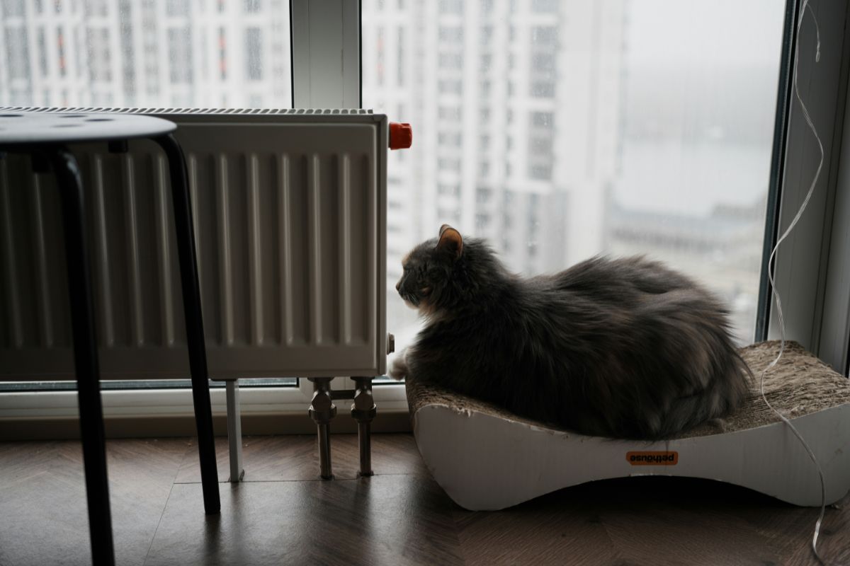 espérance de vie chat appartement