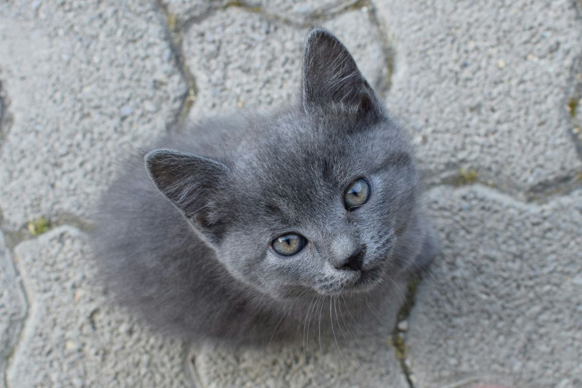chaton bleu russe prix