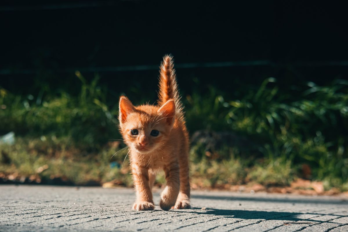 chaton qui boite patte avant