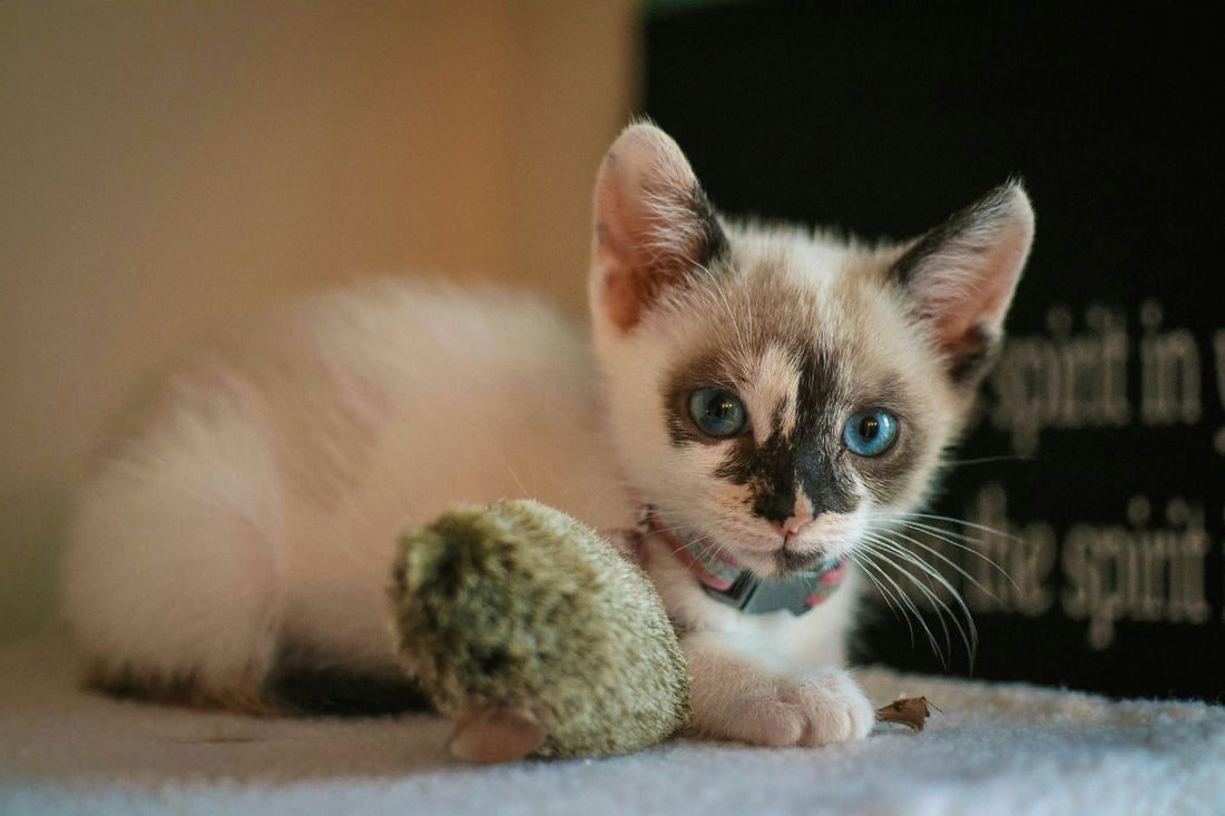 acheter un chaton en animalerie