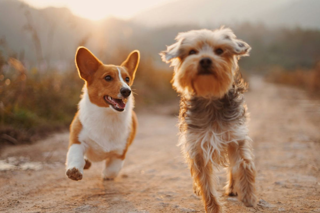 race de chien de a à z