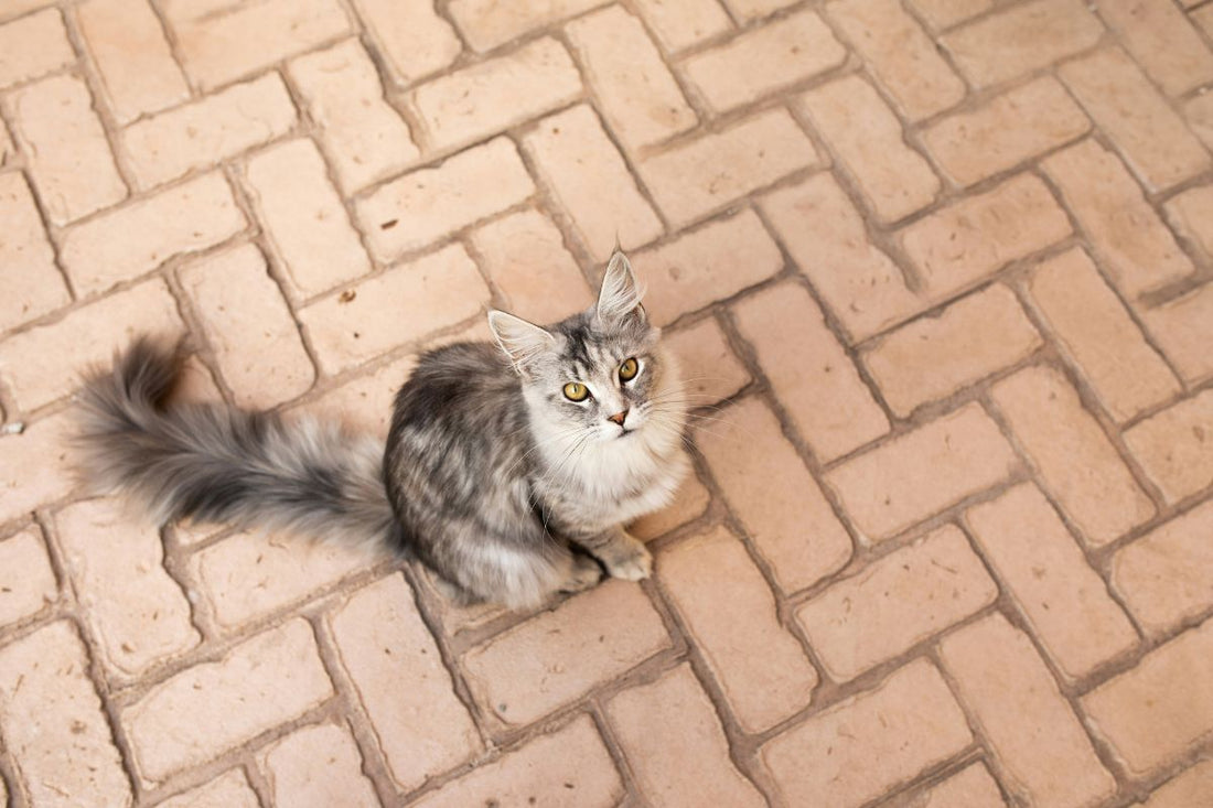 maine coon prix