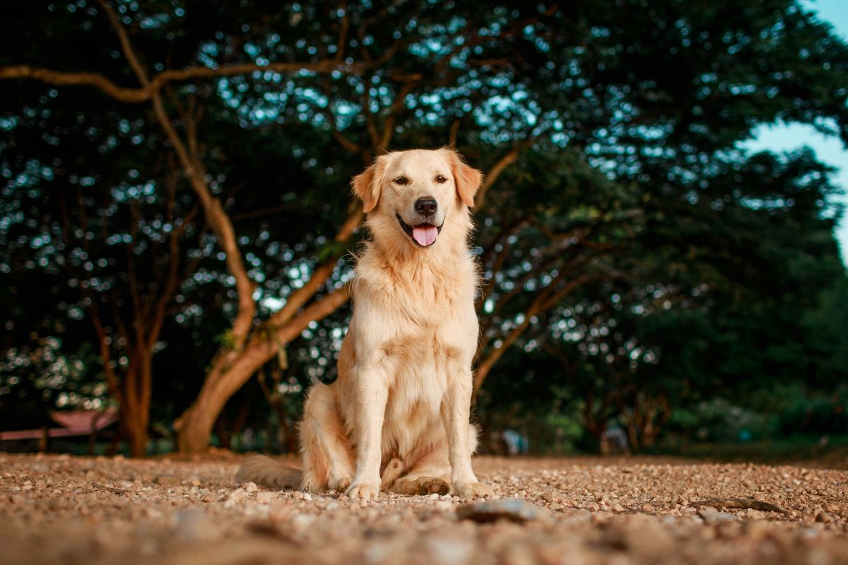golden retriever prix