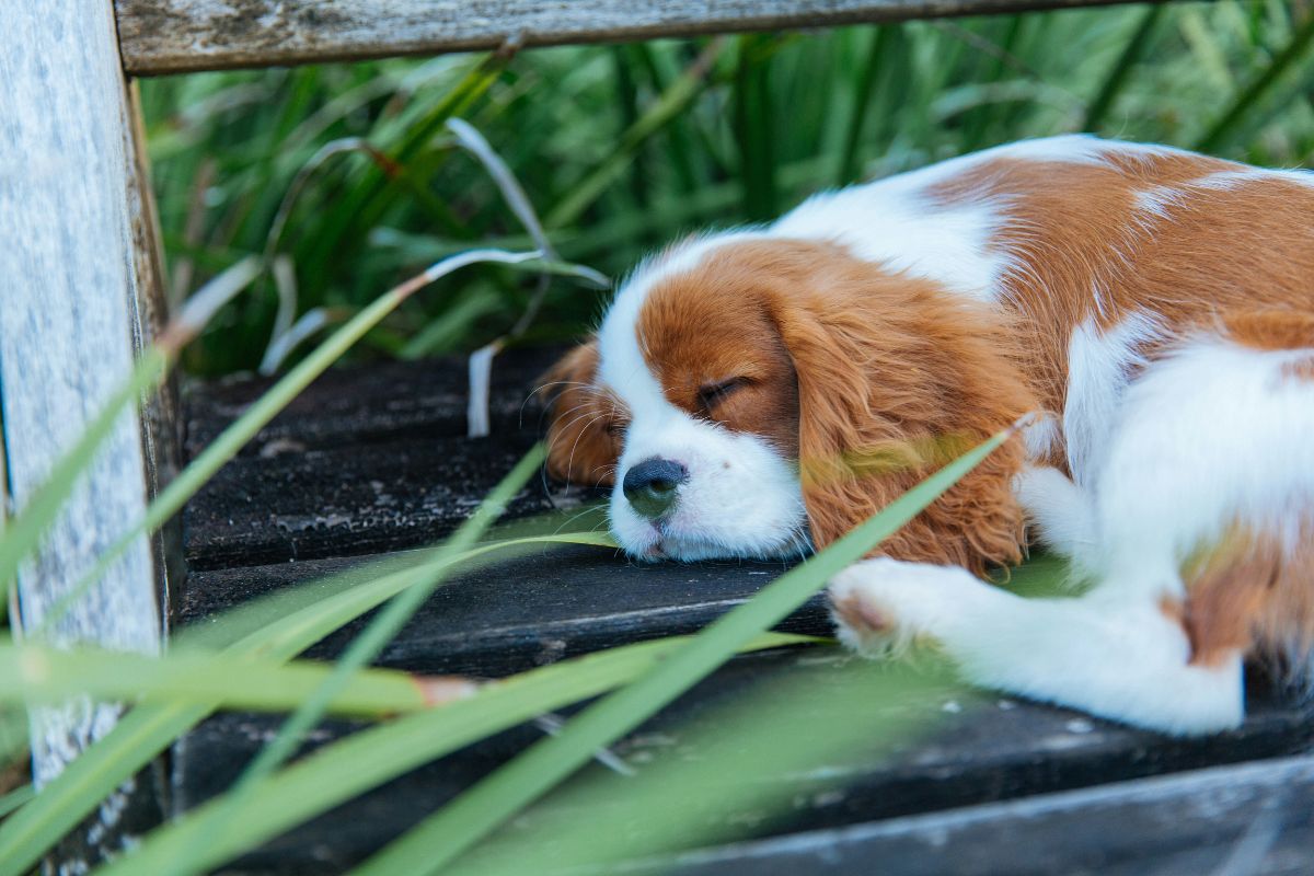 cavalier king charles prix