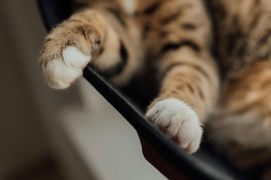 mon chat boite mais je ne vois rien