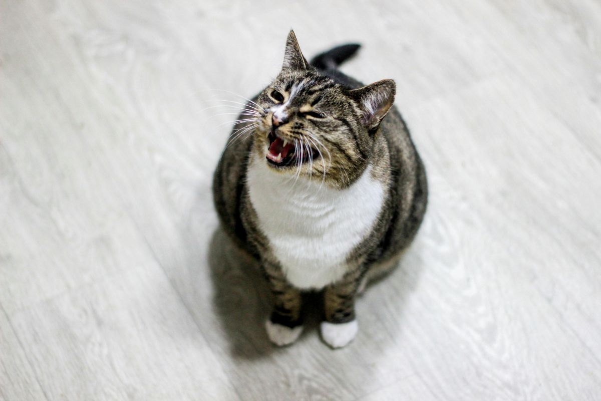 chat constipé