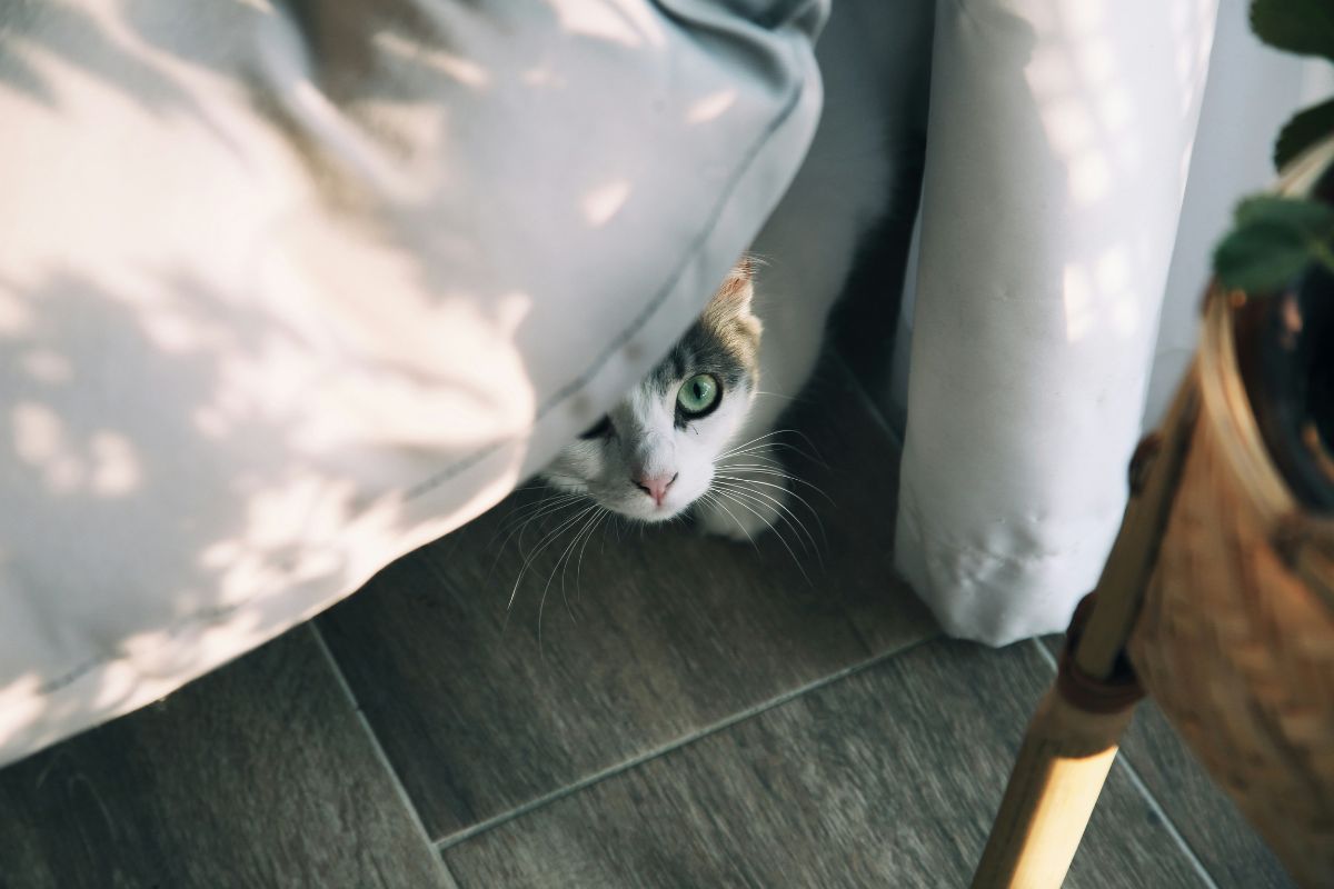 mon chat fait pipi partout