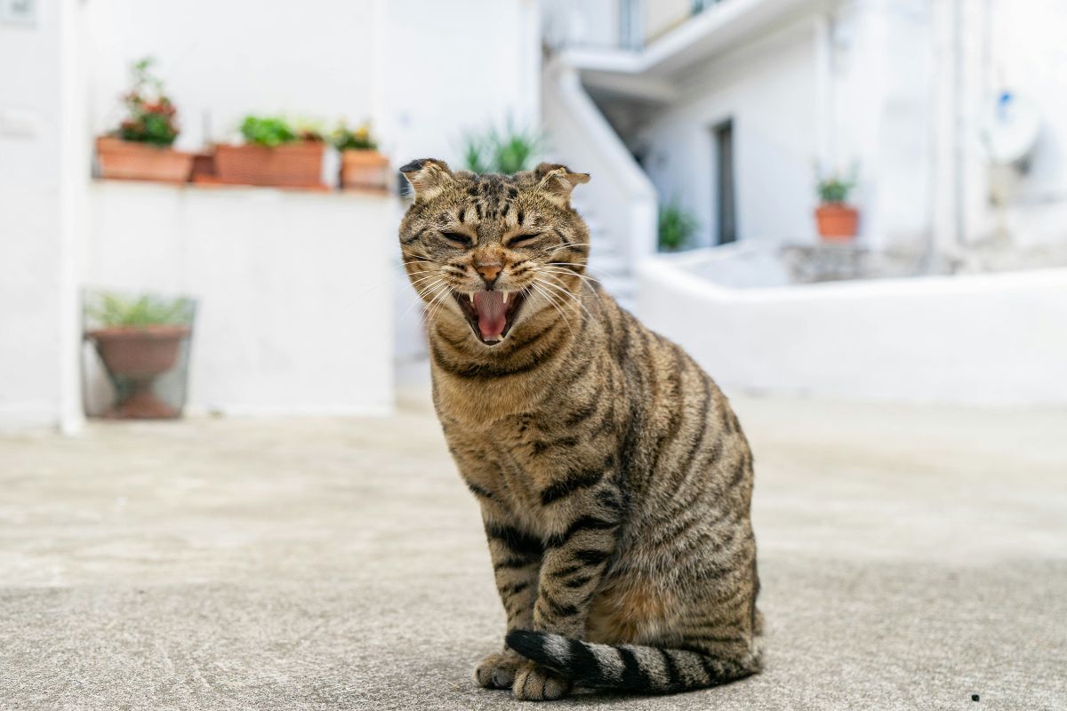 syndrome du tigre chat