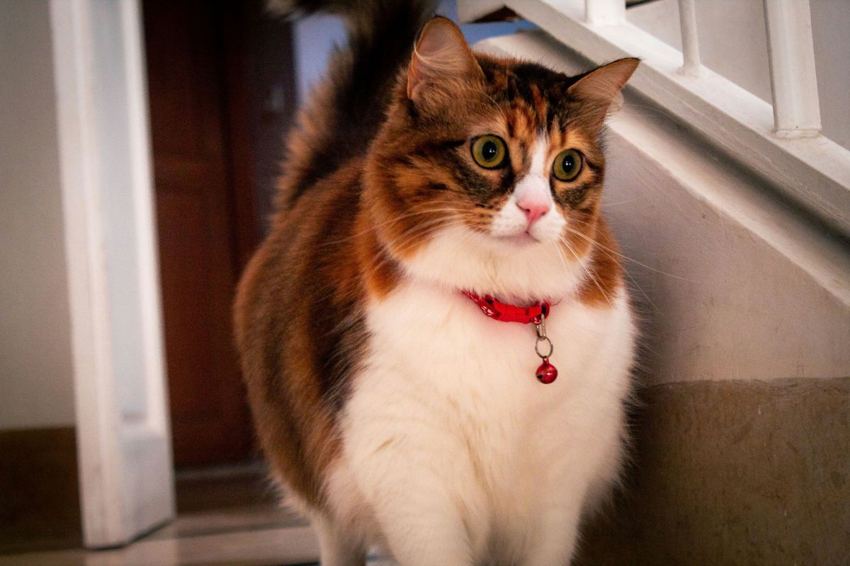 collier pour chat