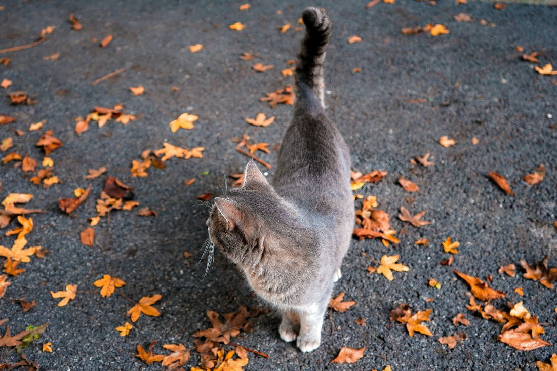 chat qui remue la queue