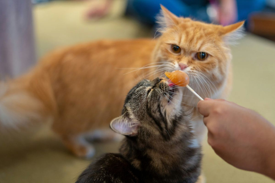10 aliments toxiques pour les chats