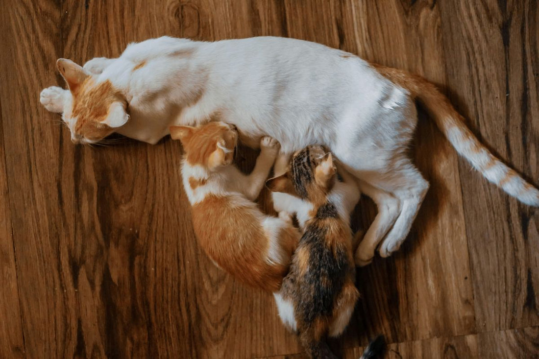 Signes fin de gestation chat : reconnaître l’arrivée des chatons