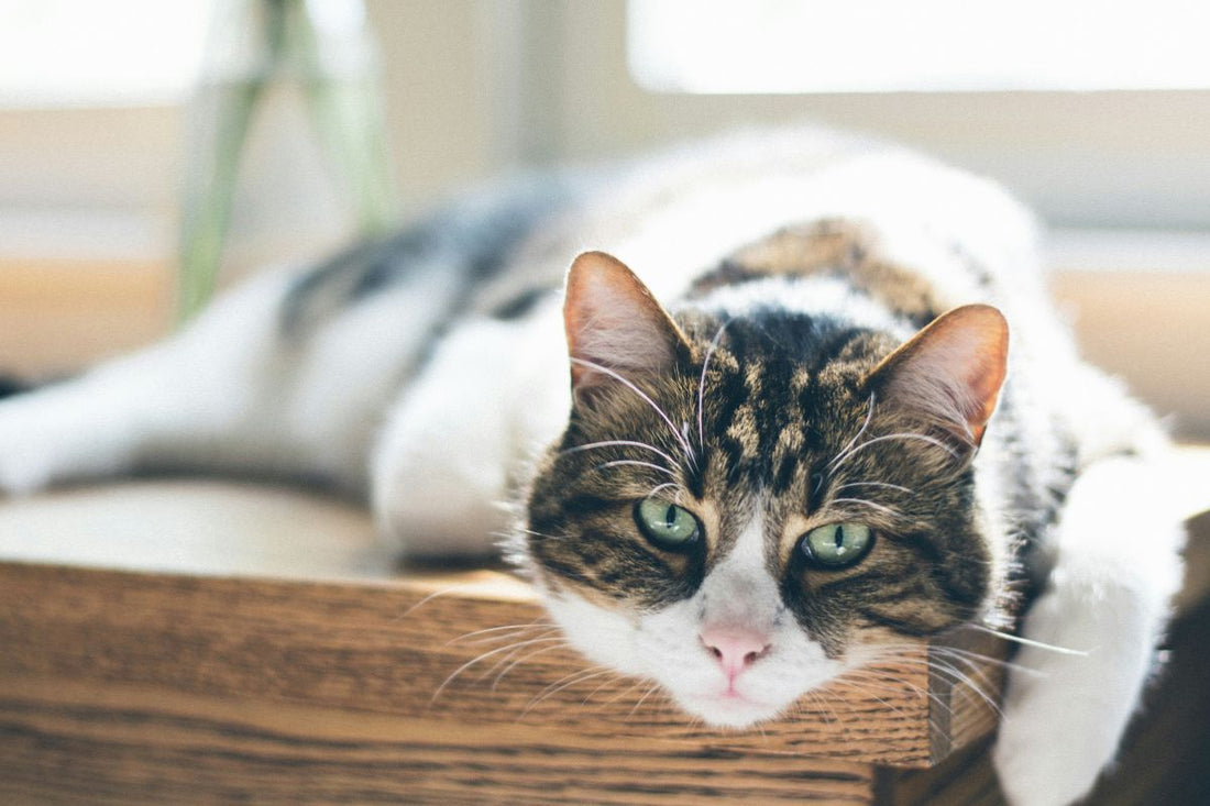 espérance de vie chat stérilisé