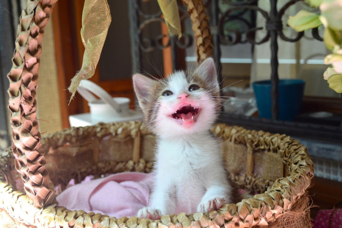 miaulement de chat