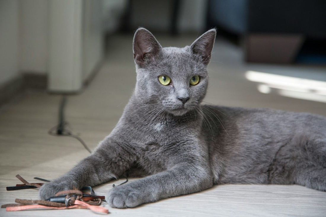 chat chartreux
