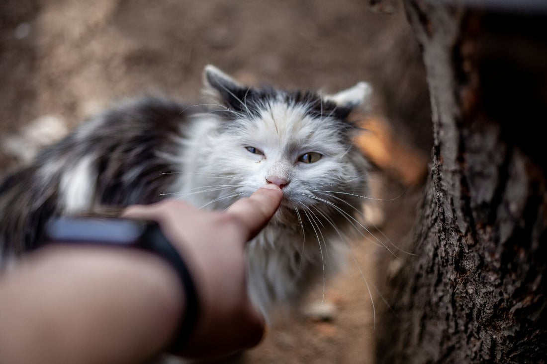 comment retrouver son chat
