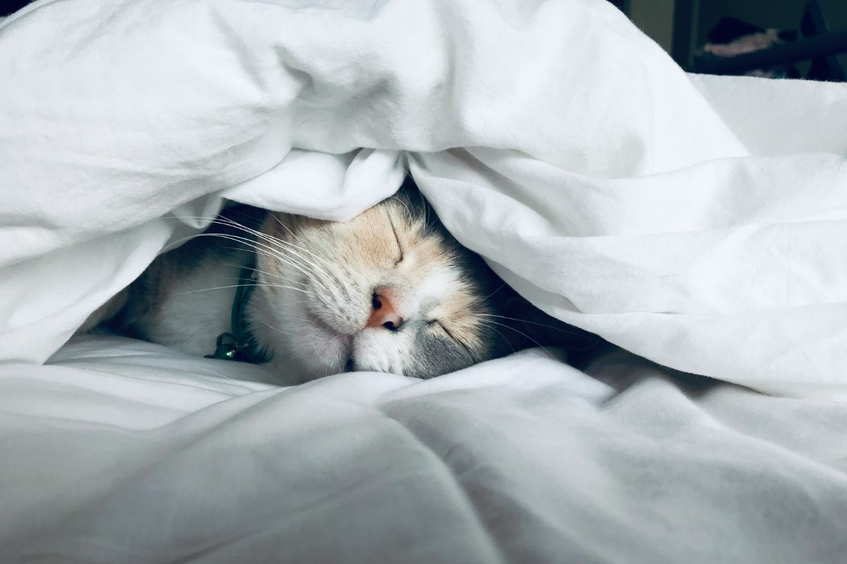 faut-il couvrir un chat quand il dort