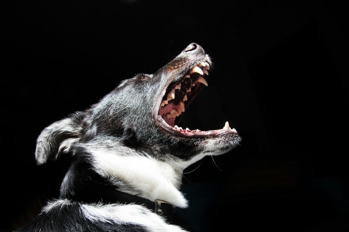 quel est le chien le plus dangereux du monde