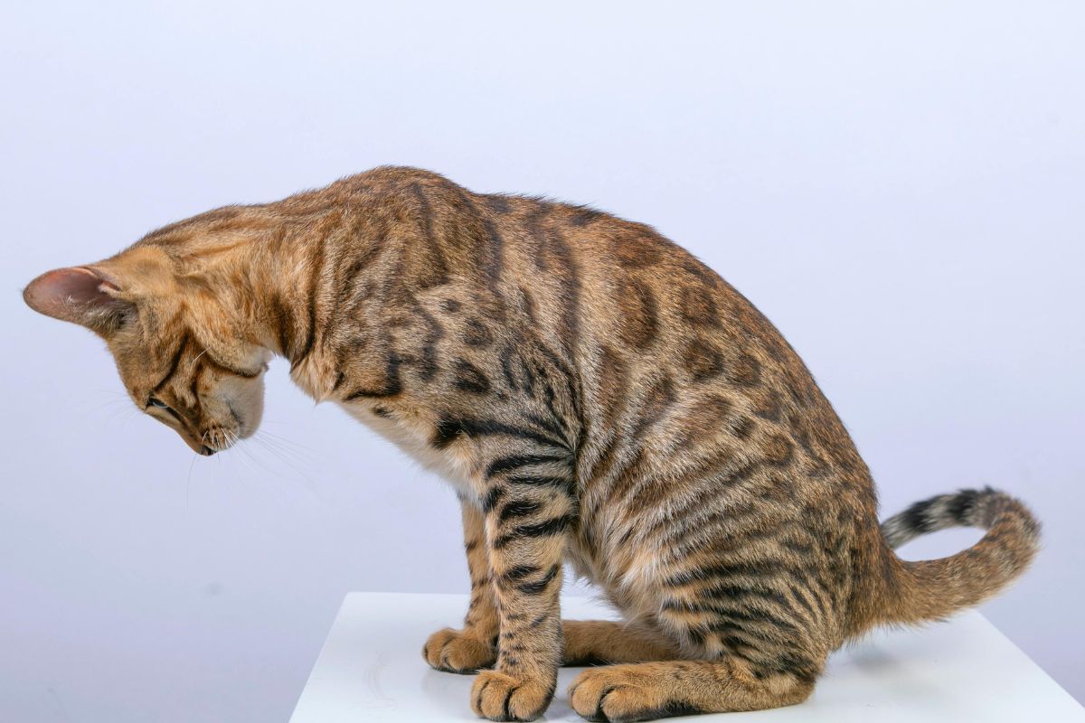 race de chat rare