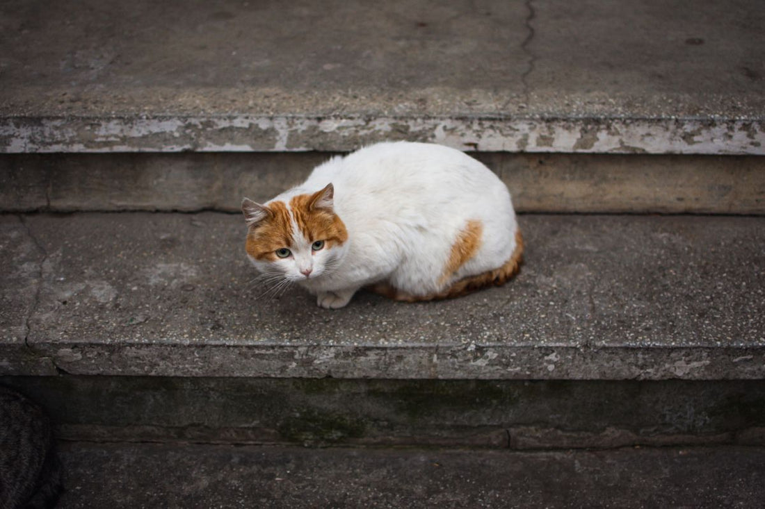 Pourquoi les chats disparaissent du jour au lendemain ? - Muzo