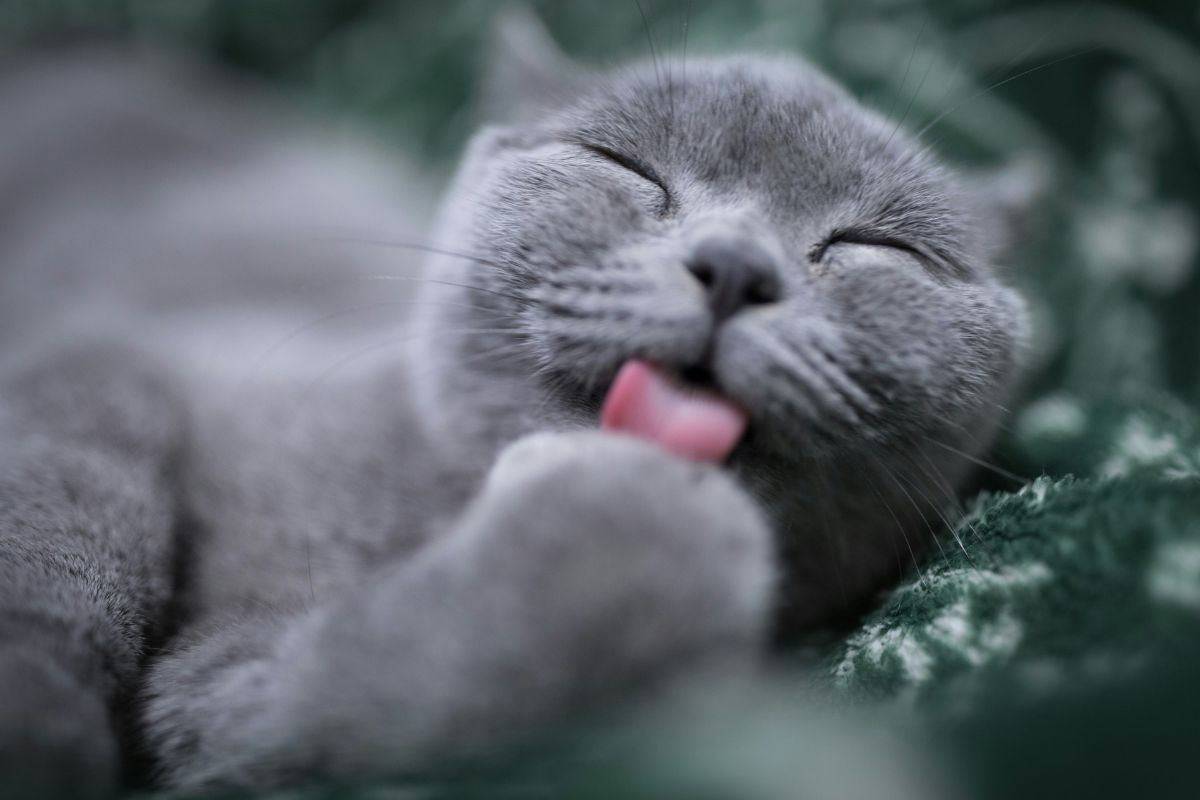 Pourquoi les chats ronronnent ? Signification et bienfaits du ronronnement - Muzo