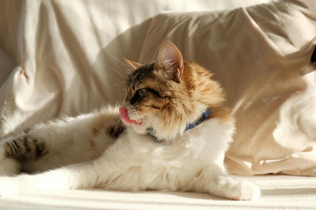 Pourquoi mon chat me lèche : raisons et que faire ? - Muzo
