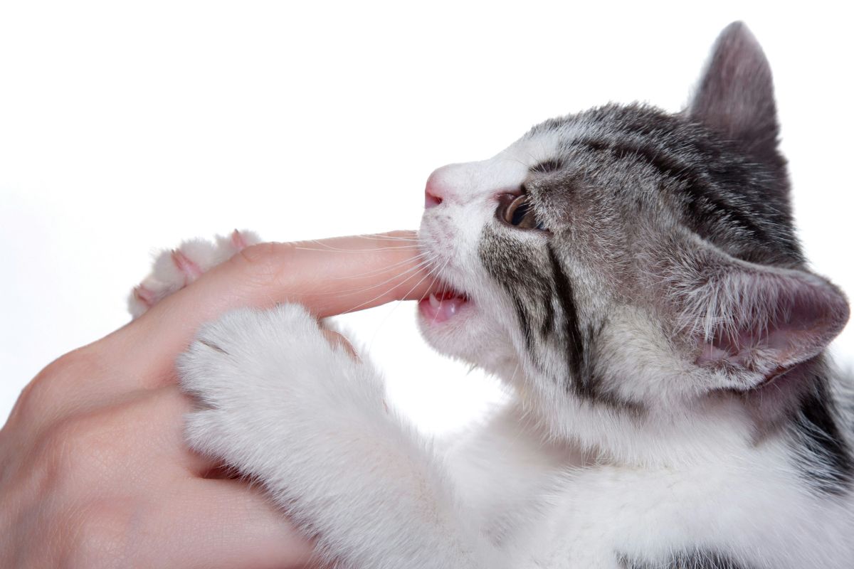 Pourquoi mon chat me mordille puis me lèche ? - Muzo