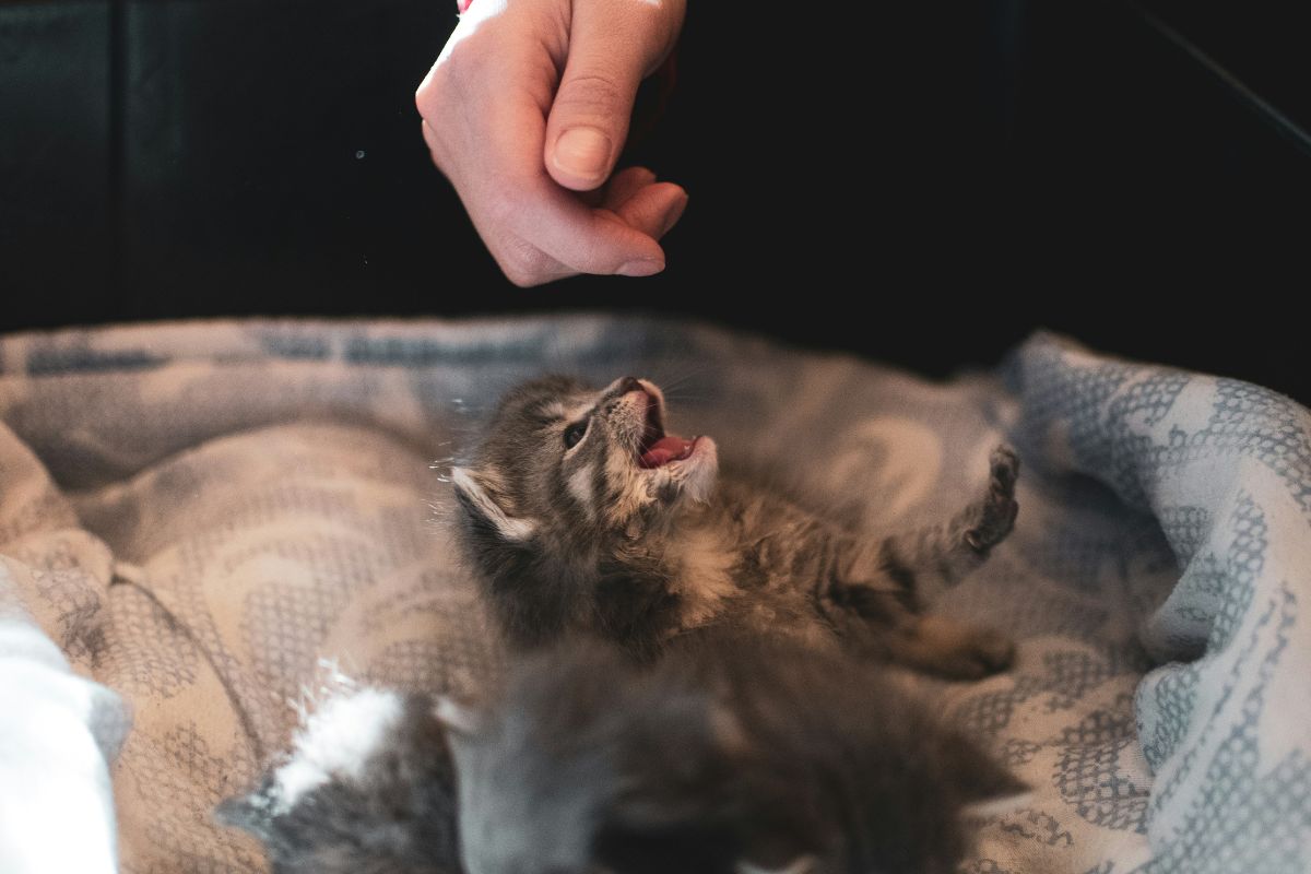 Pourquoi mon chaton m'attaque : comprendre et corriger - Muzo