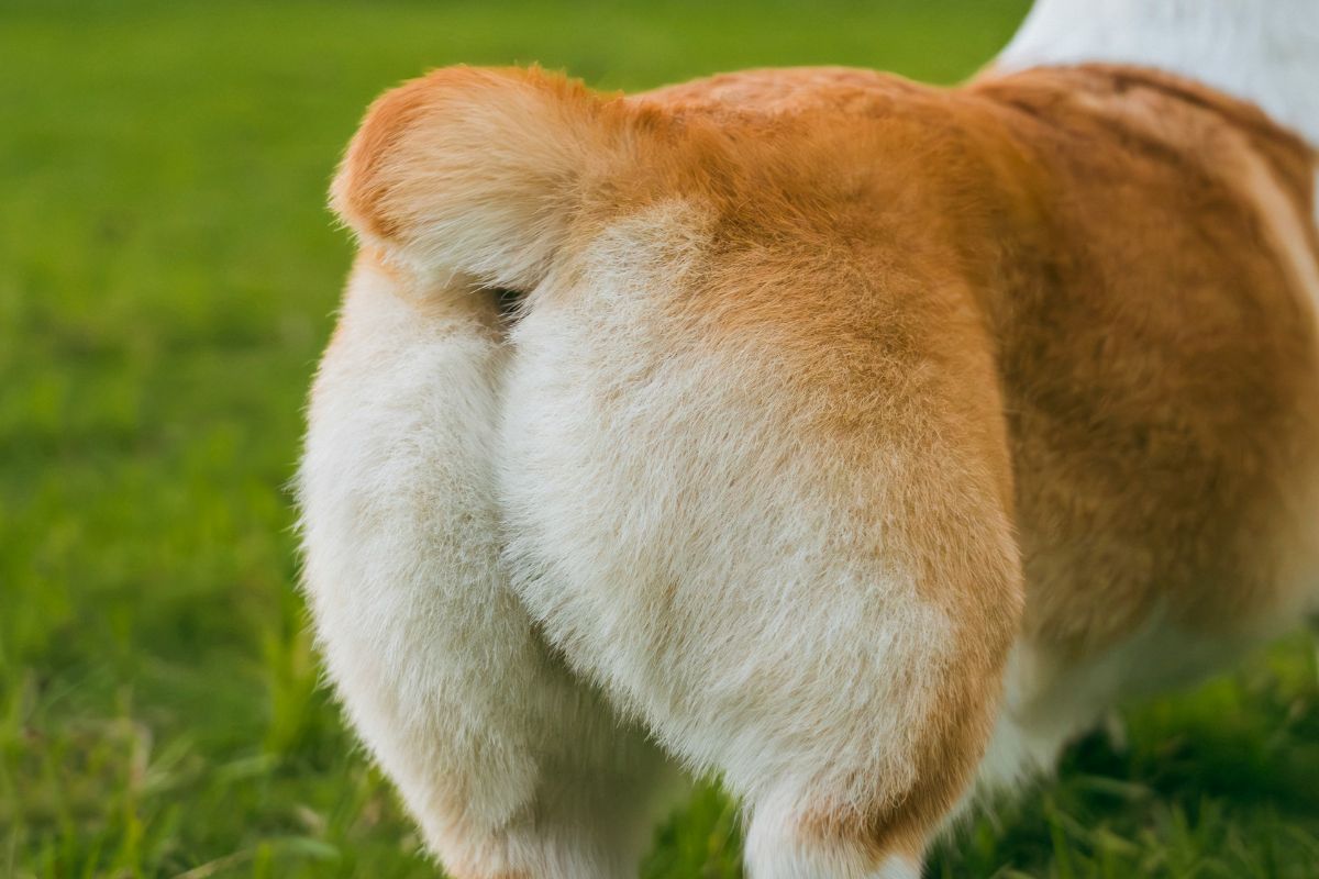 Pourquoi mon chien adulte fait pipi dans la maison : causes et solutions - Muzo