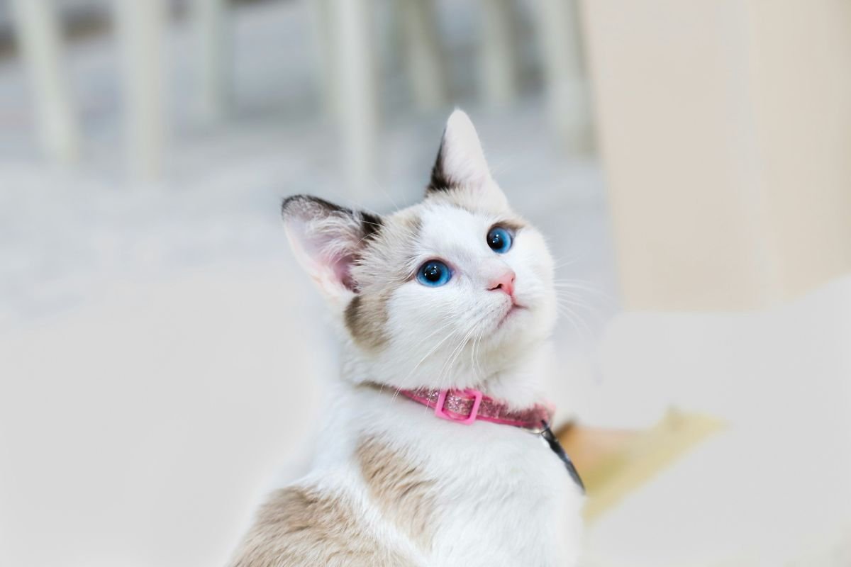 Prénom chat femelle : idées de noms originaux et mignons - Muzo