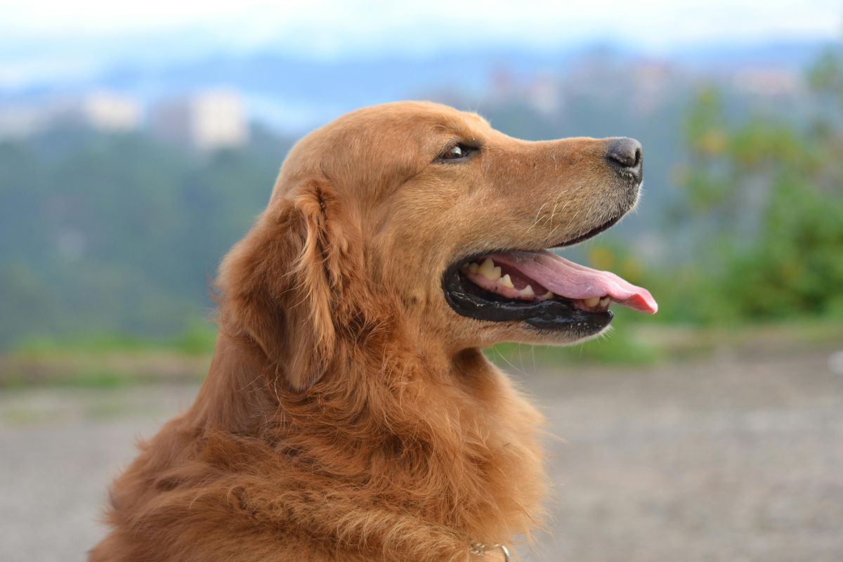 Prénom de chien : idées pour mâle et femelle, trouvez le prénom parfait - Muzo