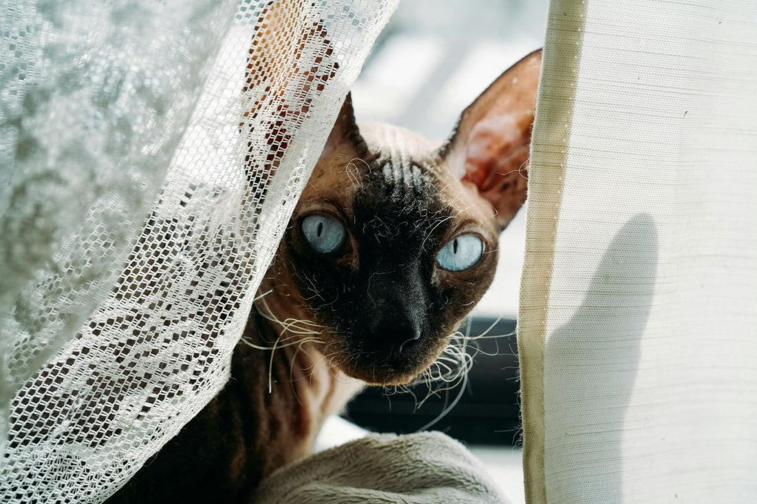 Prix chat Sphynx : combien coûte vraiment ce chat sans poils ? - Muzo
