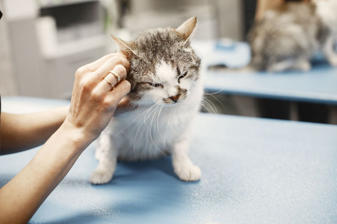 Prix d'une nuit chez le vétérinaire pour un chat : combien coûte une hospitalisation ? - Muzo
